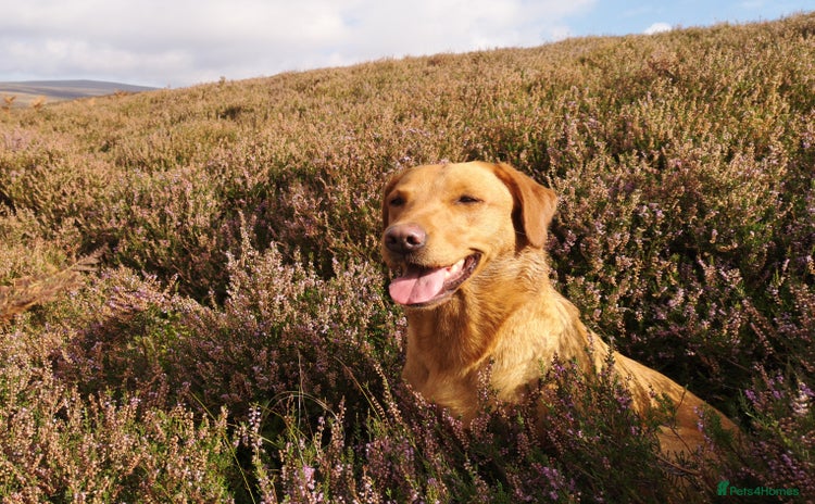 Labrador Retriever dogs - Advert 1
