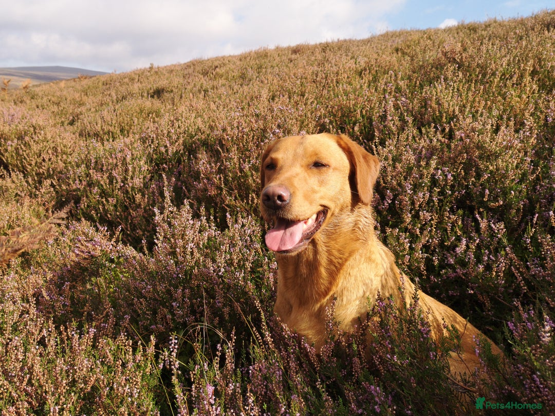 Labrador Retriever dogs for sale: Very well bred Working Style dark Fox Red Puppies - Image 1