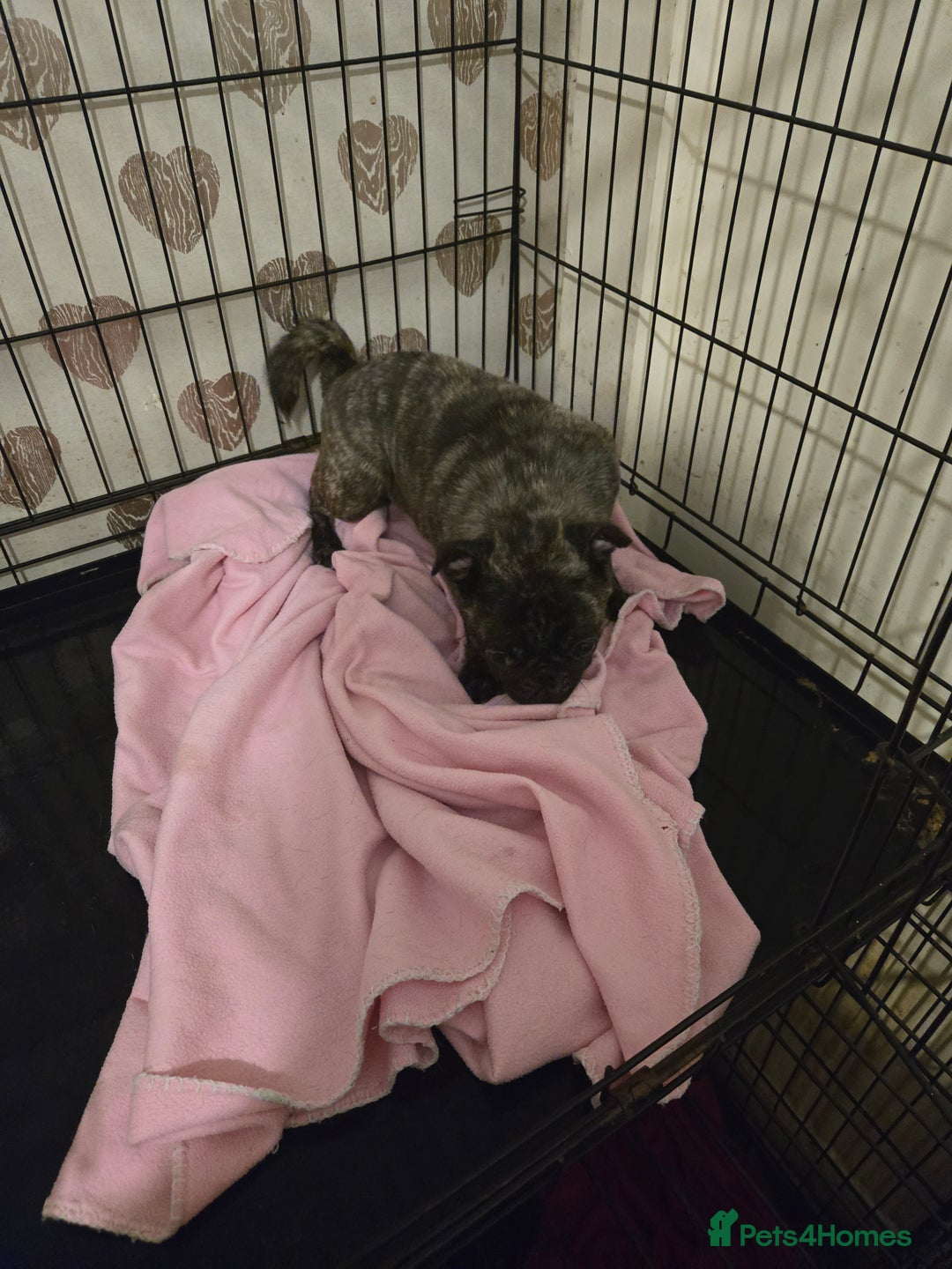 Pug dogs for sale: 2 female pugs for sale - Image 8