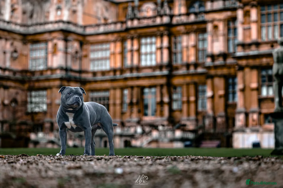 Staffordshire Bull Terrier dogs for stud: NARCOS! THE U.K’s FINEST STAFFY AVAILABLE NOW! in Nottingham - Advert 24