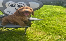 Cockapoo dogs for sale: F1 Cockapoo Puppies DNA hereditary clear - Image 3