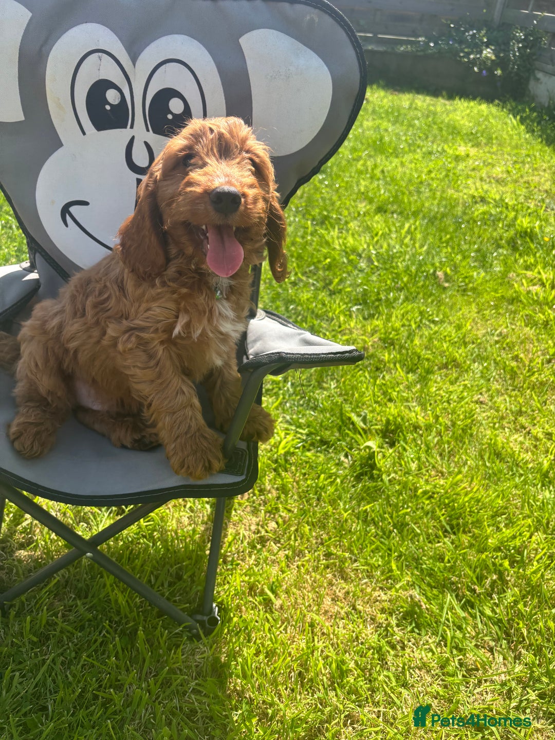 Cockapoo dogs for sale: F1 Cockapoo Puppies DNA hereditary clear - Image 3