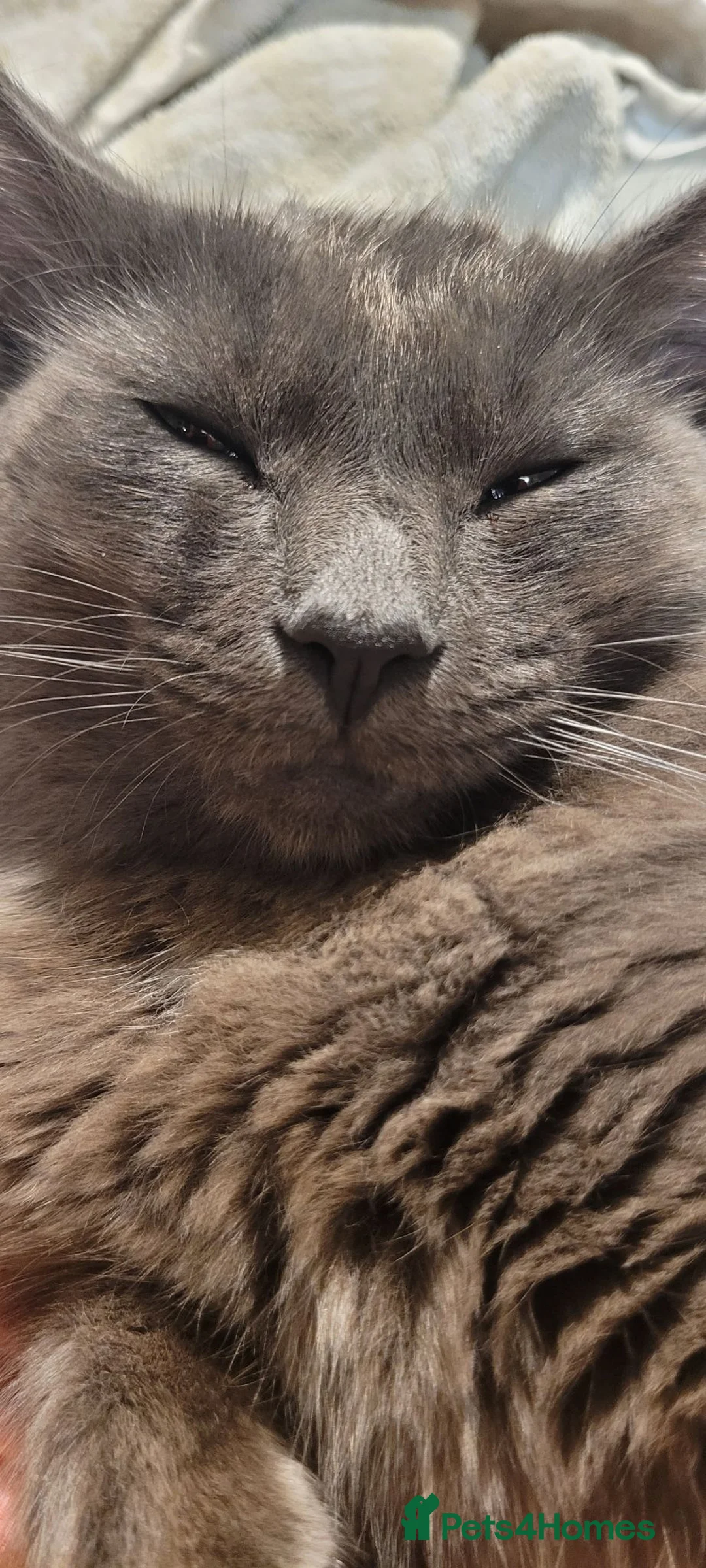 Mixed Breed cats for sale: Ragdoll x / tabby x in Ashton-under-Lyne - Advert 2