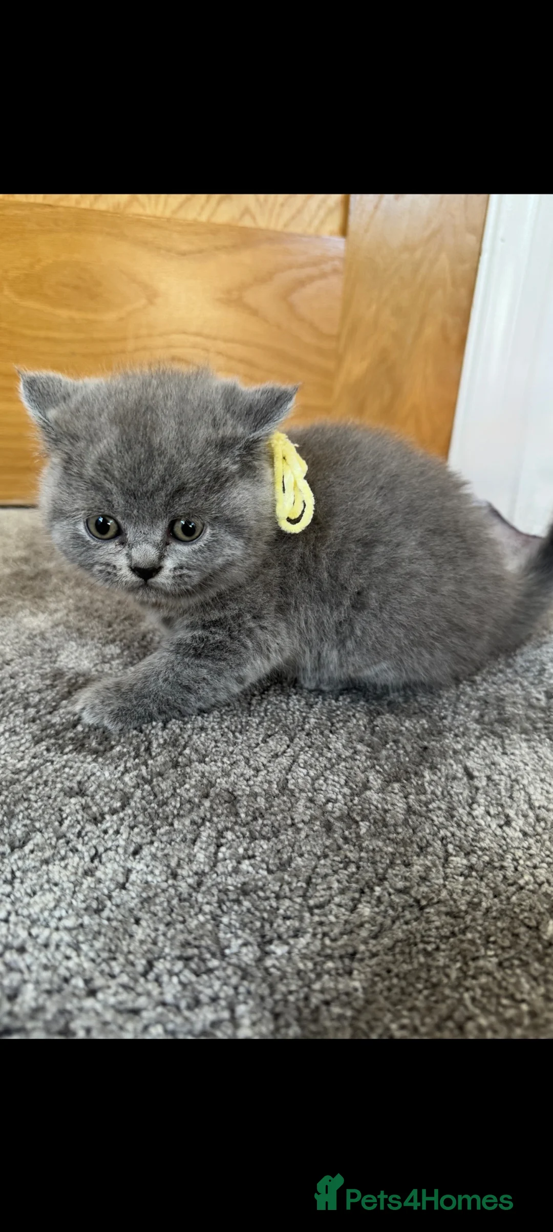 British Shorthair cats for sale: BRITISH SHORTHAIR BLUE - INSANELY BEAUTIFUL  in Chelmsford - Advert 23