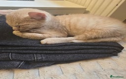 Mixed Breed cats for sale: Kittens 3 boys  - Image 4