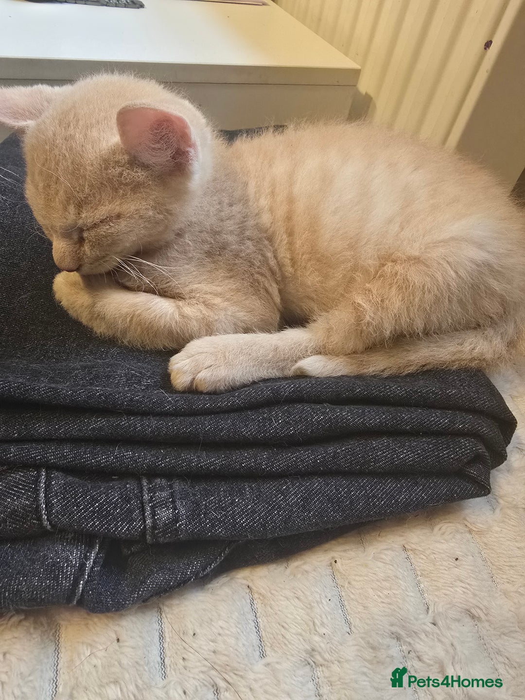 Mixed Breed cats for sale: Kittens 3 boys  - Image 4