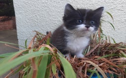Mixed Breed cats for sale: 6 Kittens Available to take home today 😸  - Image 19