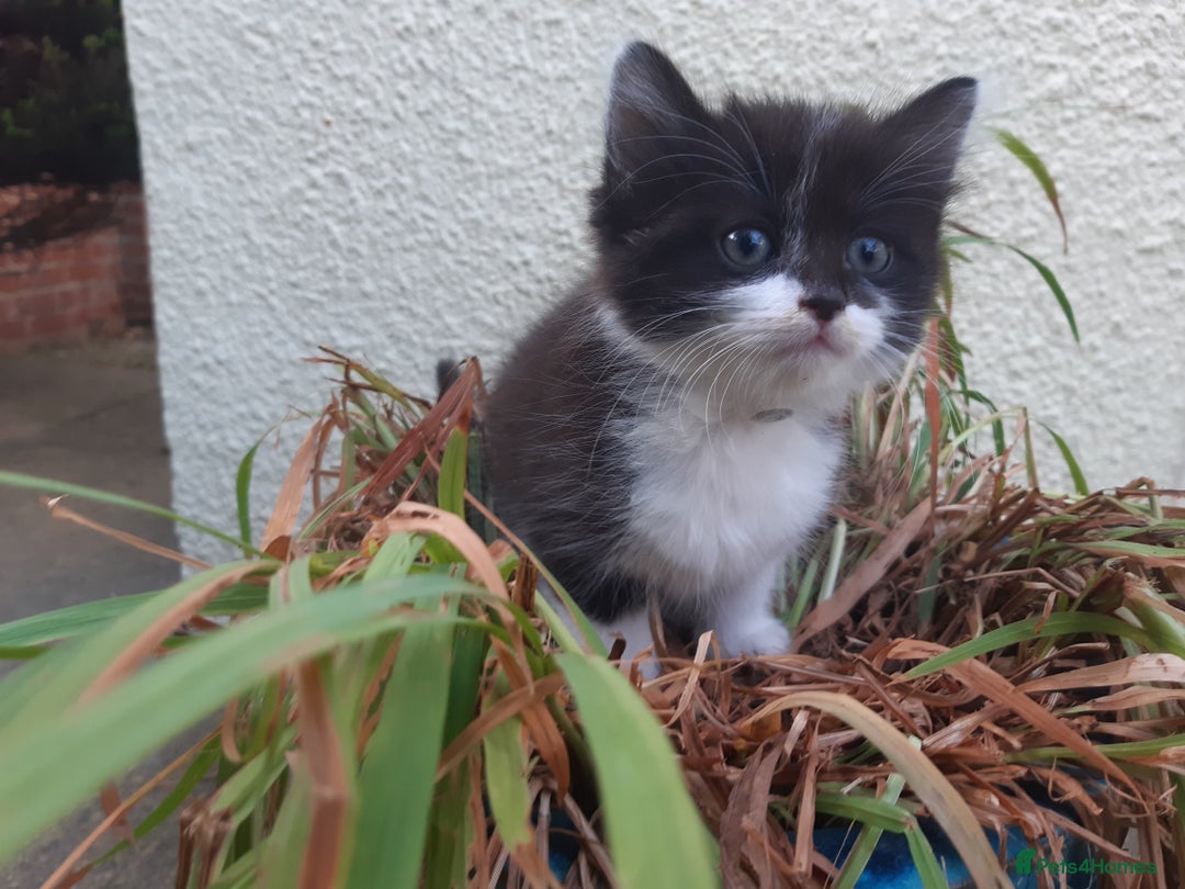 Mixed Breed cats for sale: 6 Kittens Available to take home today 😸  - Image 19