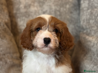 Cavapoo dogs - Advert 10