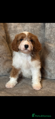 Cavapoo dogs - Advert 15