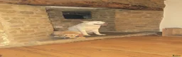 Akita dogs for sale: Female American Akita Looking for Her Forever Home - Advert 3