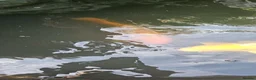 Koi Carp fish for sale: Koi fish for sale due to moving house - Advert 17