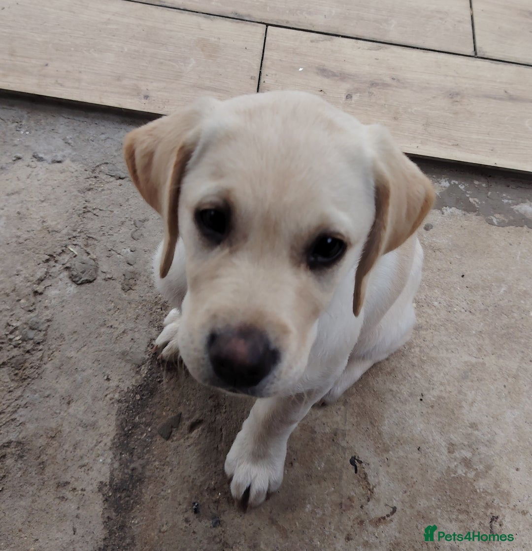 Labrador Retriever dogs for sale: Labrador retriver - Advert 8