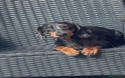 Dachshund dogs for sale: Dapple  - Image 2