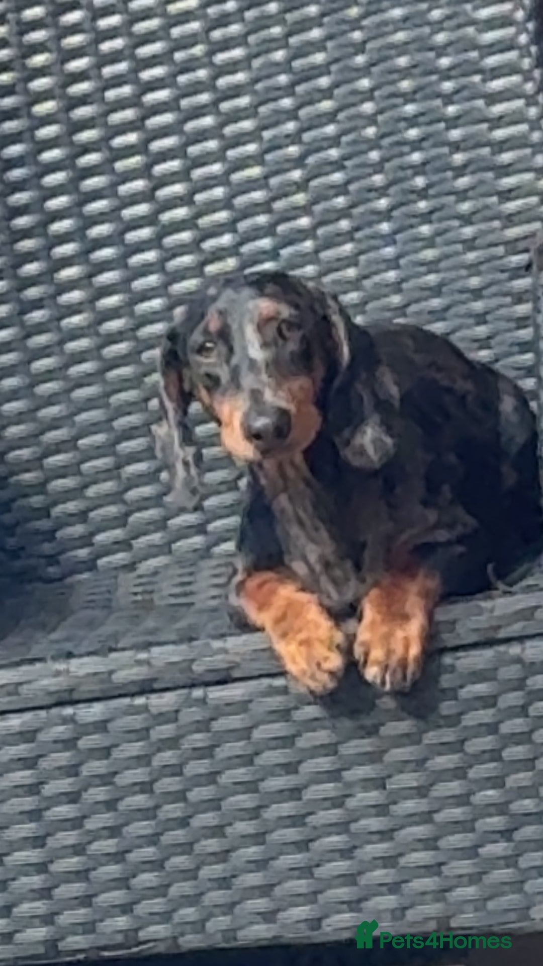 Dachshund dogs for sale: Dapple  - Image 2