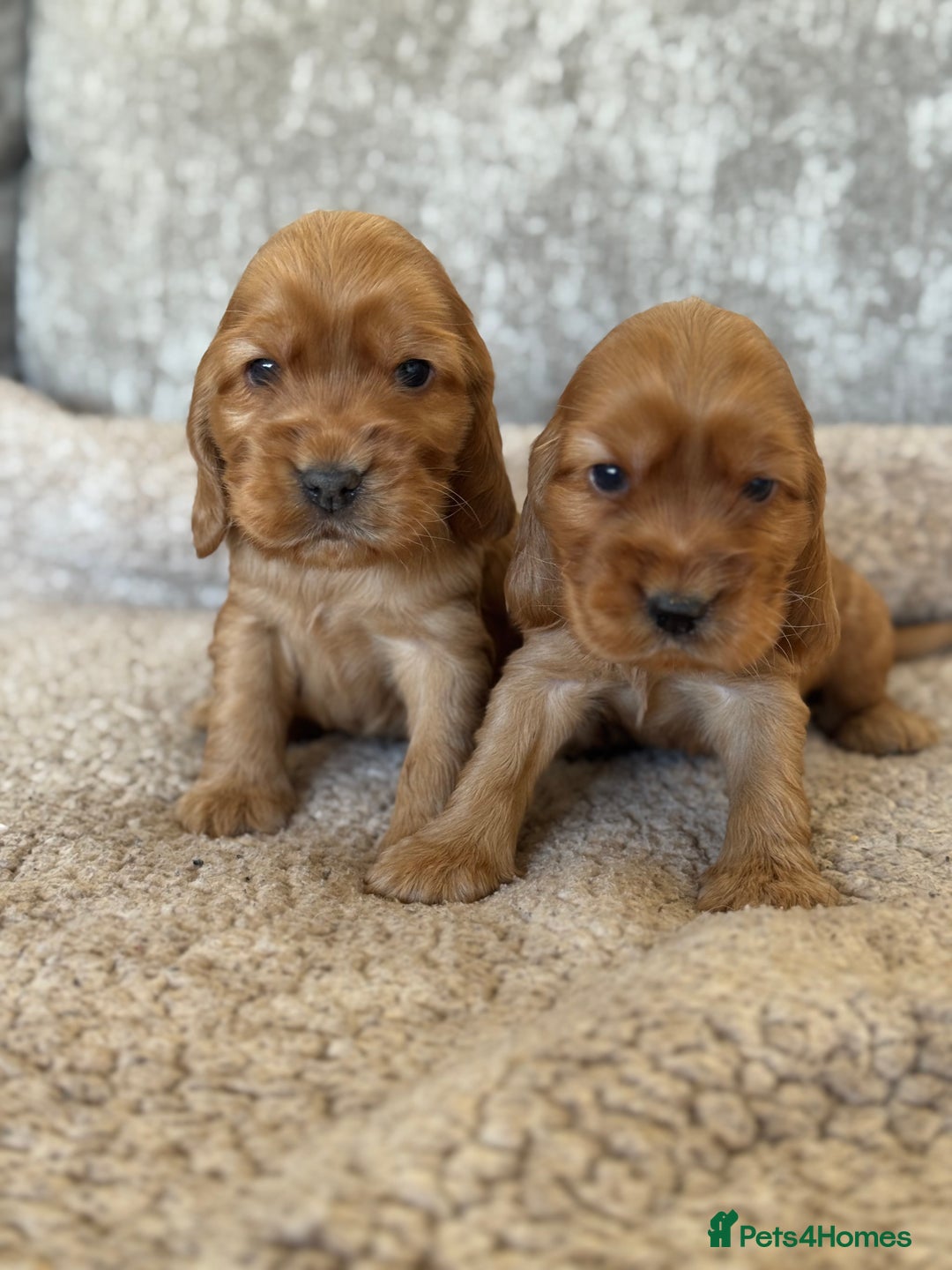 Cocker Spaniel dogs for sale: BEAUTIFUL KC REGISTERED SHOW TYPE HEALTH TESTED - Image 12