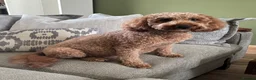 Cavapoo dogs for sale: F1b Cavapoo - Advert 3