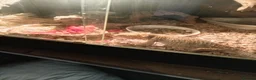 Bearded Dragon reptiles for sale: Bearded Dragons x 2 (1 Male, 1 Female)  in Elland - Advert 4