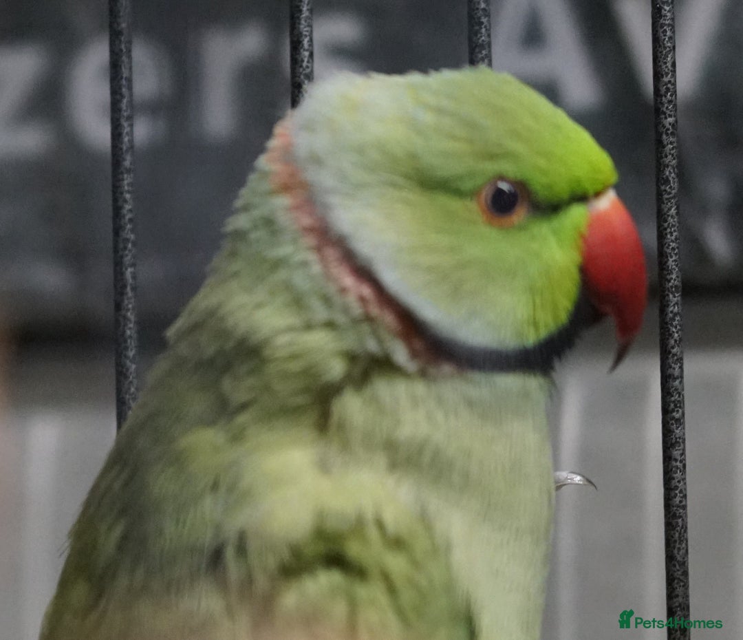 Ringnecks birds for sale: Ring neck Bonded pair  - Image 7