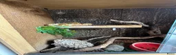 Boa Snake reptiles for sale: Hypo boa constrictor - Advert 3