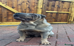 Shar Pei dogs for sale: Male Shar Pei  - Image 2