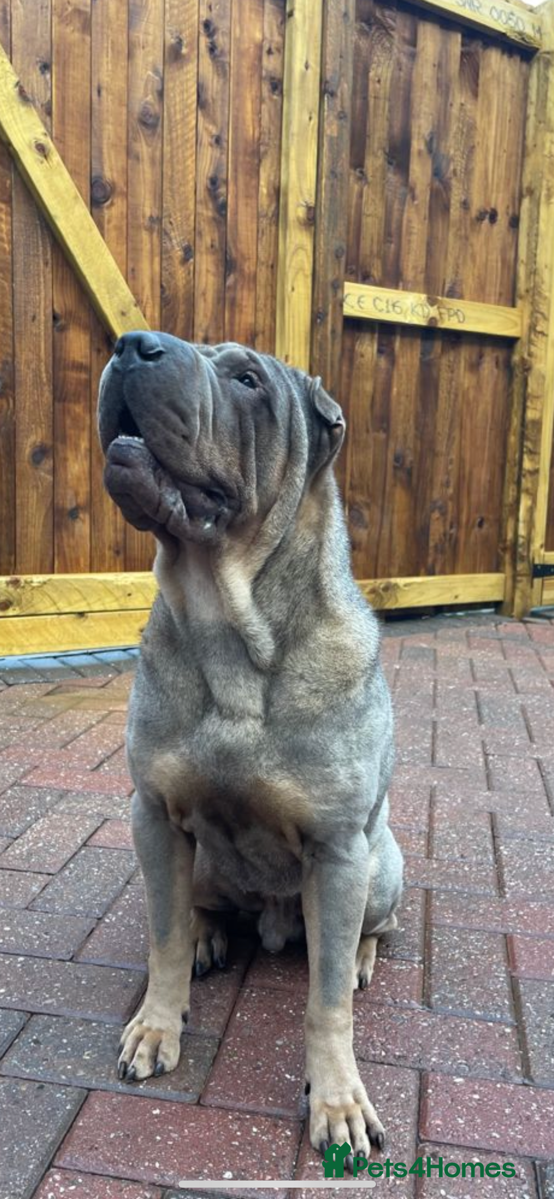 Shar Pei dogs for sale: Male Shar Pei  - Image 2