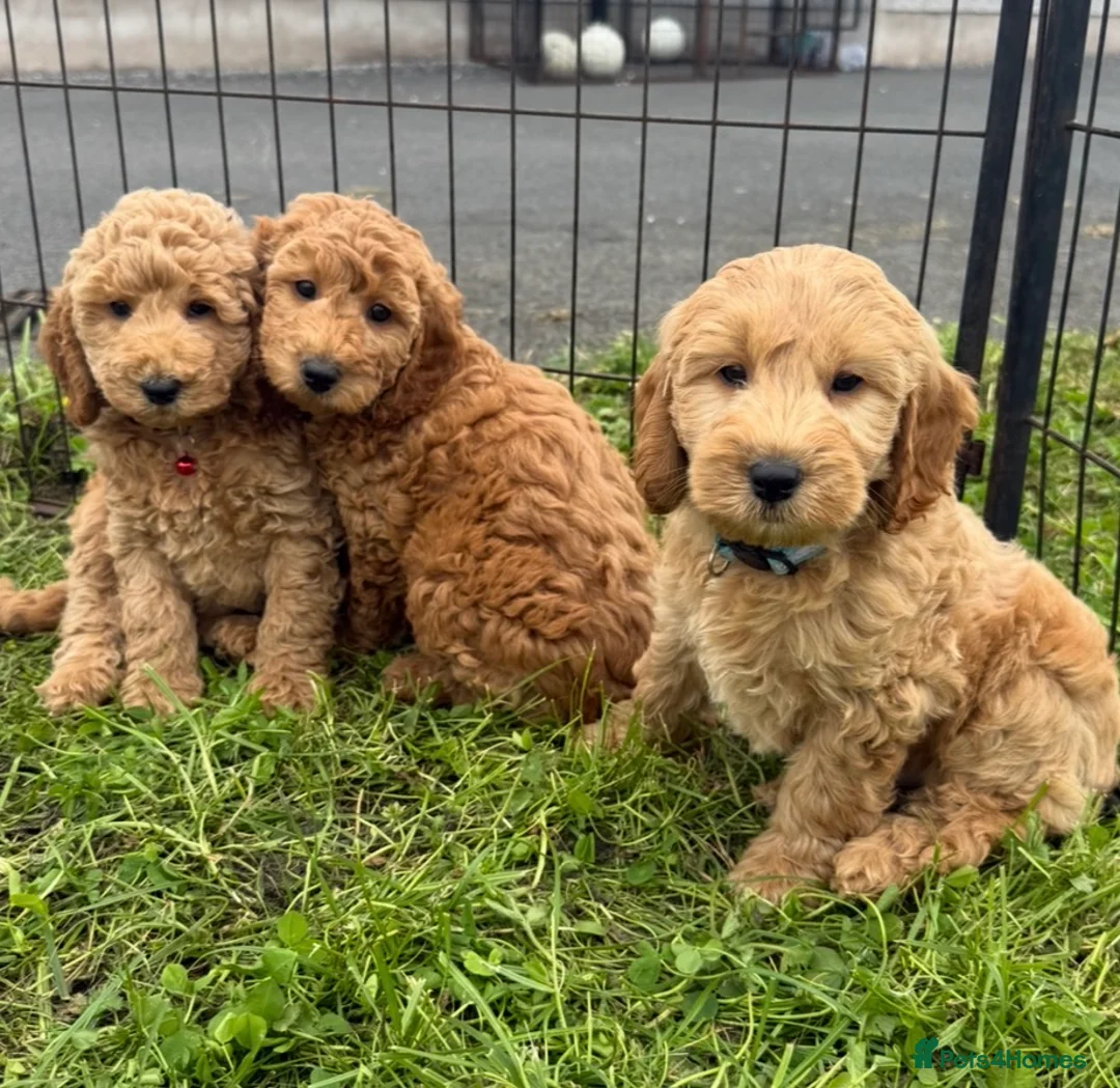 Cockapoo dogs for sale: F1b COCKAPOO Puppies - Advert 7