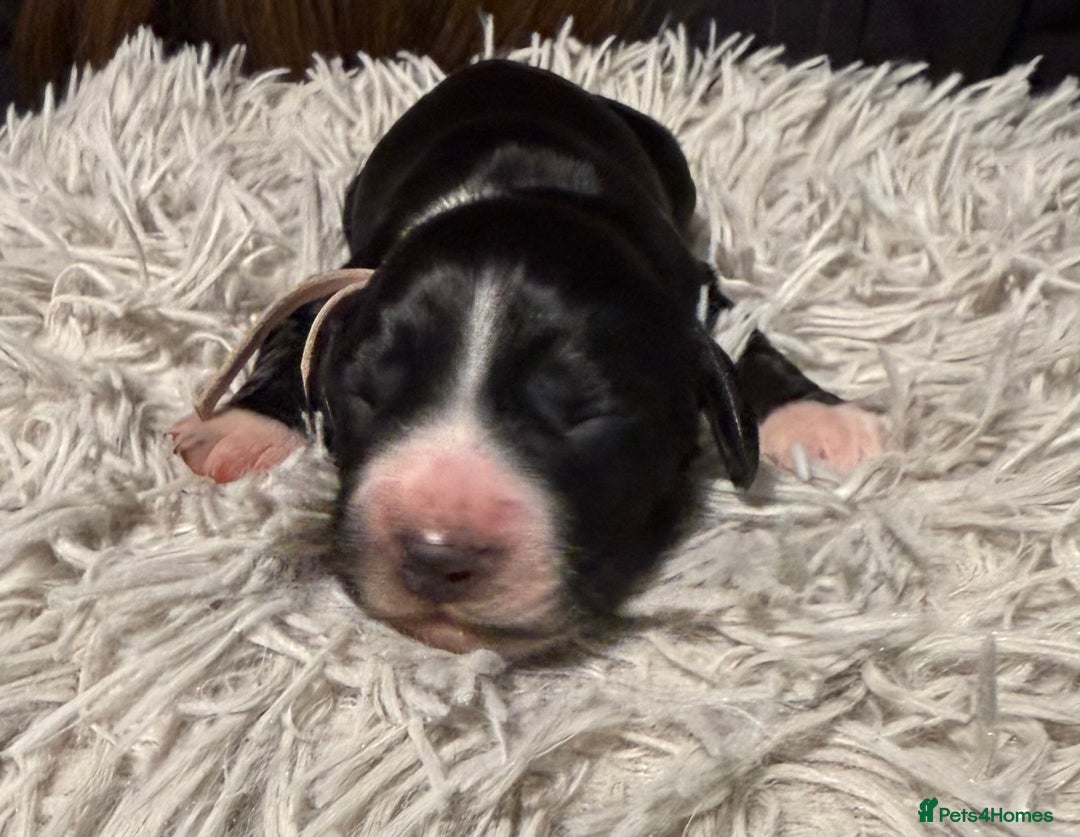 Sprocker dogs for sale: Sprocker puppies  - Advert 13