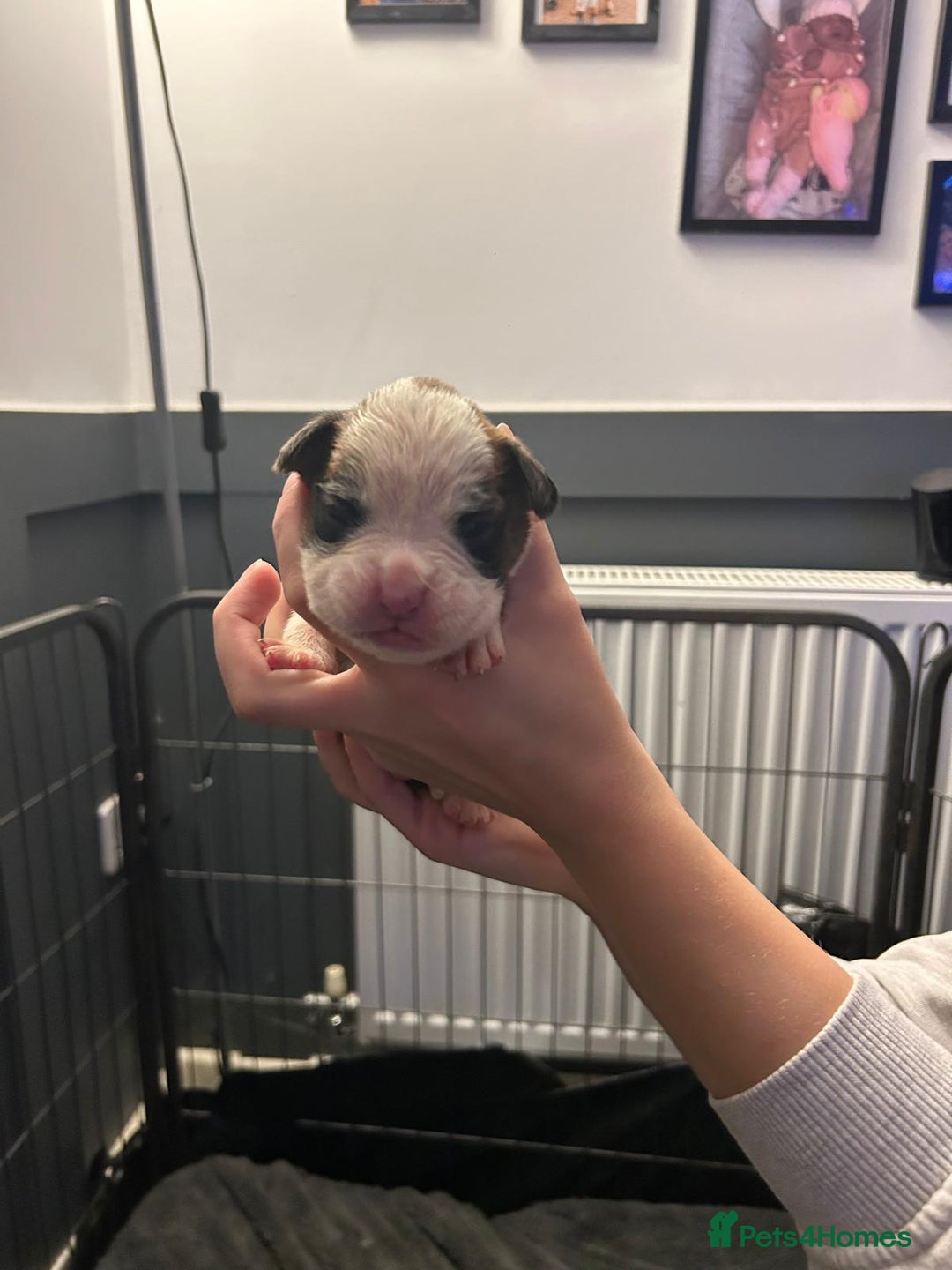 Boxer dogs for sale: Boxer babies - Advert 26