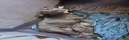 Staffordshire Bull Terrier dogs for sale: BLUE STAFFORDSHIRE BULL TERRIERS in Blackpool - Advert 1