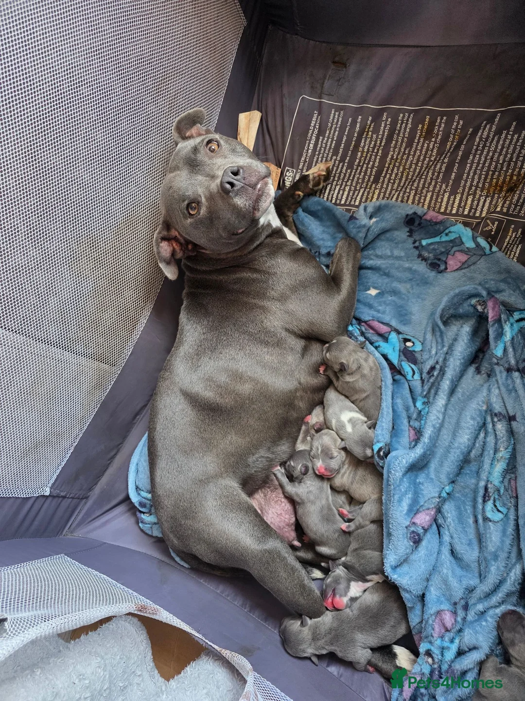Staffordshire Bull Terrier dogs for sale: BLUE STAFFORDSHIRE BULL TERRIERS in Blackpool - Advert 1