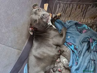 Staffordshire Bull Terrier dogs BLUE STAFFORDSHIRE BULL TERRIERS - Advert 3