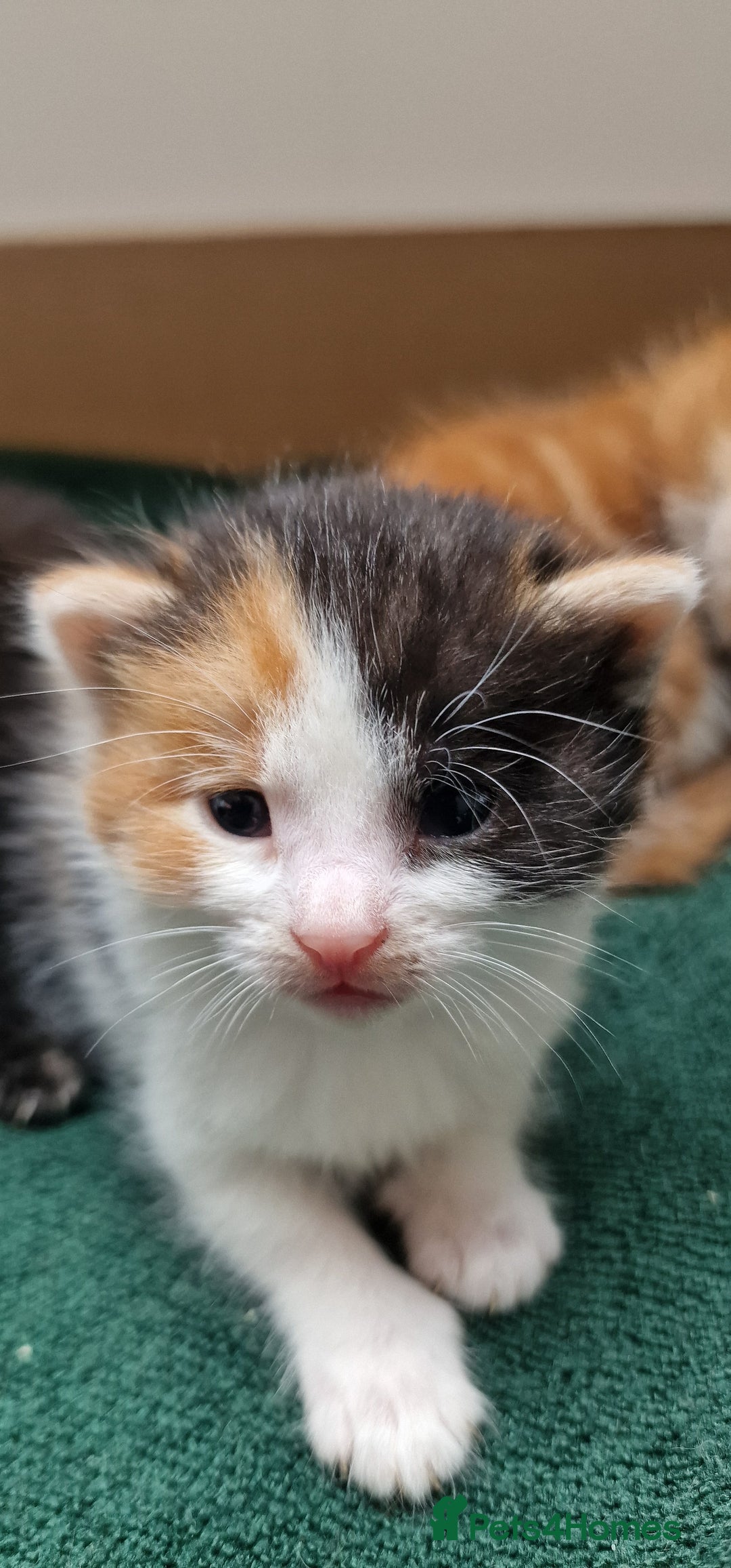 Mixed Breed cats for sale: Gorgeous Turtle Ginger Black Fluffy Kittens  - Image 7