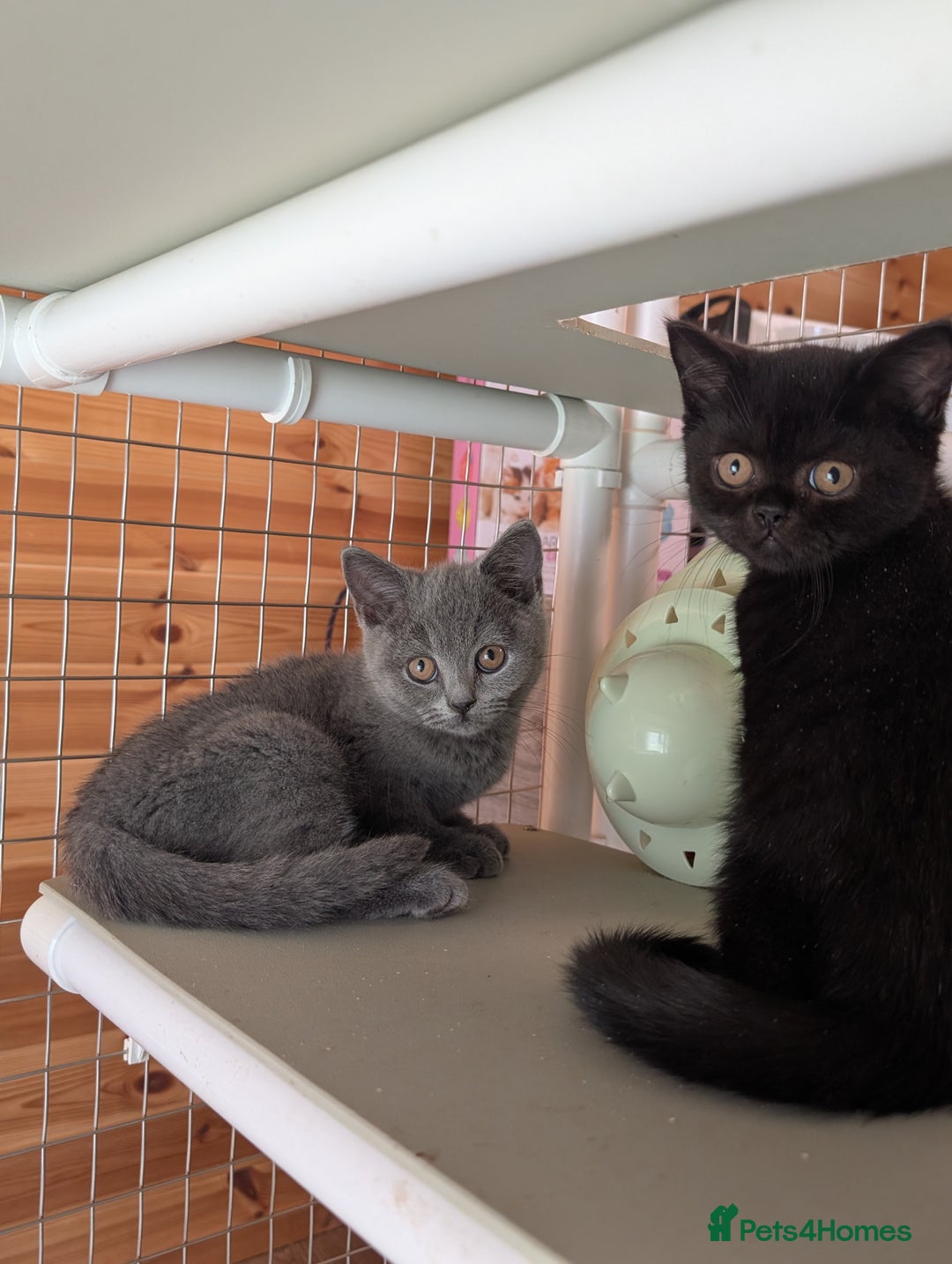 British Shorthair cats for sale: Ready now BSH kittens - Image 6