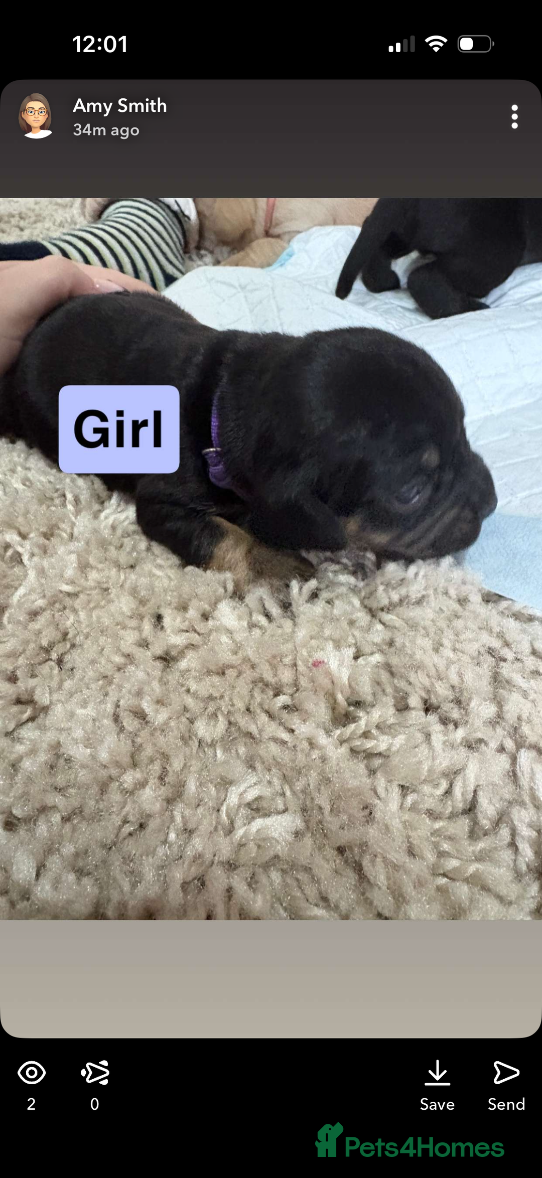 Mixed Breed dogs for sale: Frocker puppies - Advert 10