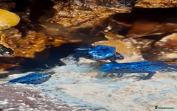 Frog reptiles for sale: 🩵🩵BLUE FROGS FOR SALE 🩵🩵 - Image 5