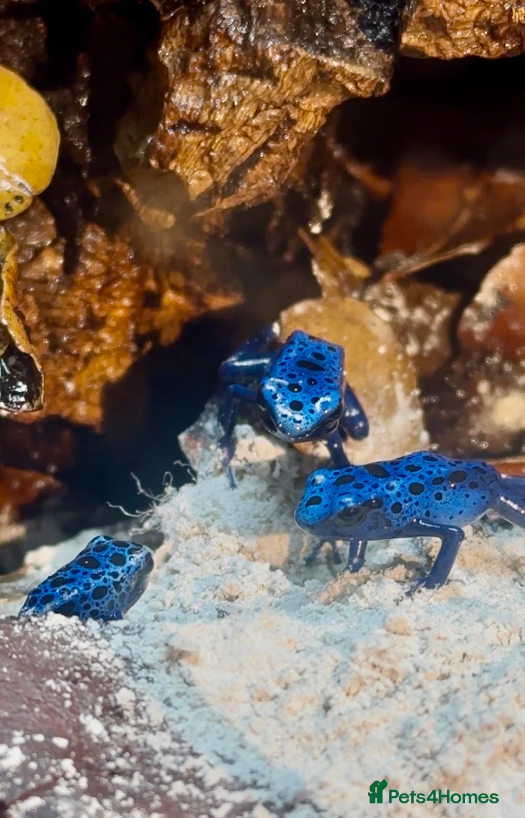 Frog reptiles for sale: 🩵🩵BLUE FROGS FOR SALE 🩵🩵 - Image 5