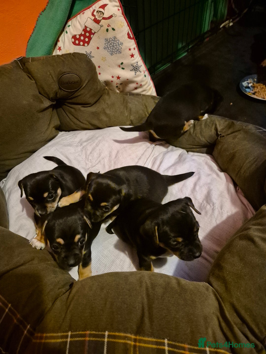 Jack Chi dogs for sale: Beautiful Jack Chi Puppies for Sale - Advert 4