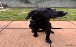 Springador dogs for sale: Springador puppies - Image 12