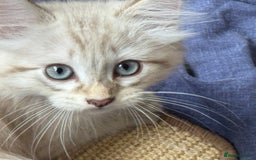 Siberian cats for sale: Four Siberian kittens - Image 3
