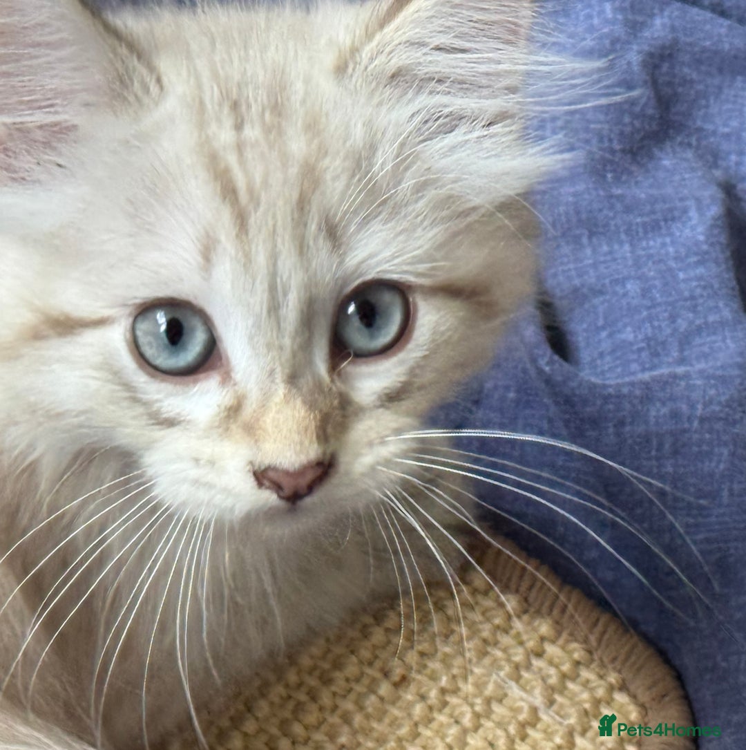 Siberian cats for sale: Four Siberian kittens - Image 3