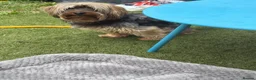 Yorkshire Terrier dogs for sale: Puppy Yourkshire terrier  in Ilford - Advert 11