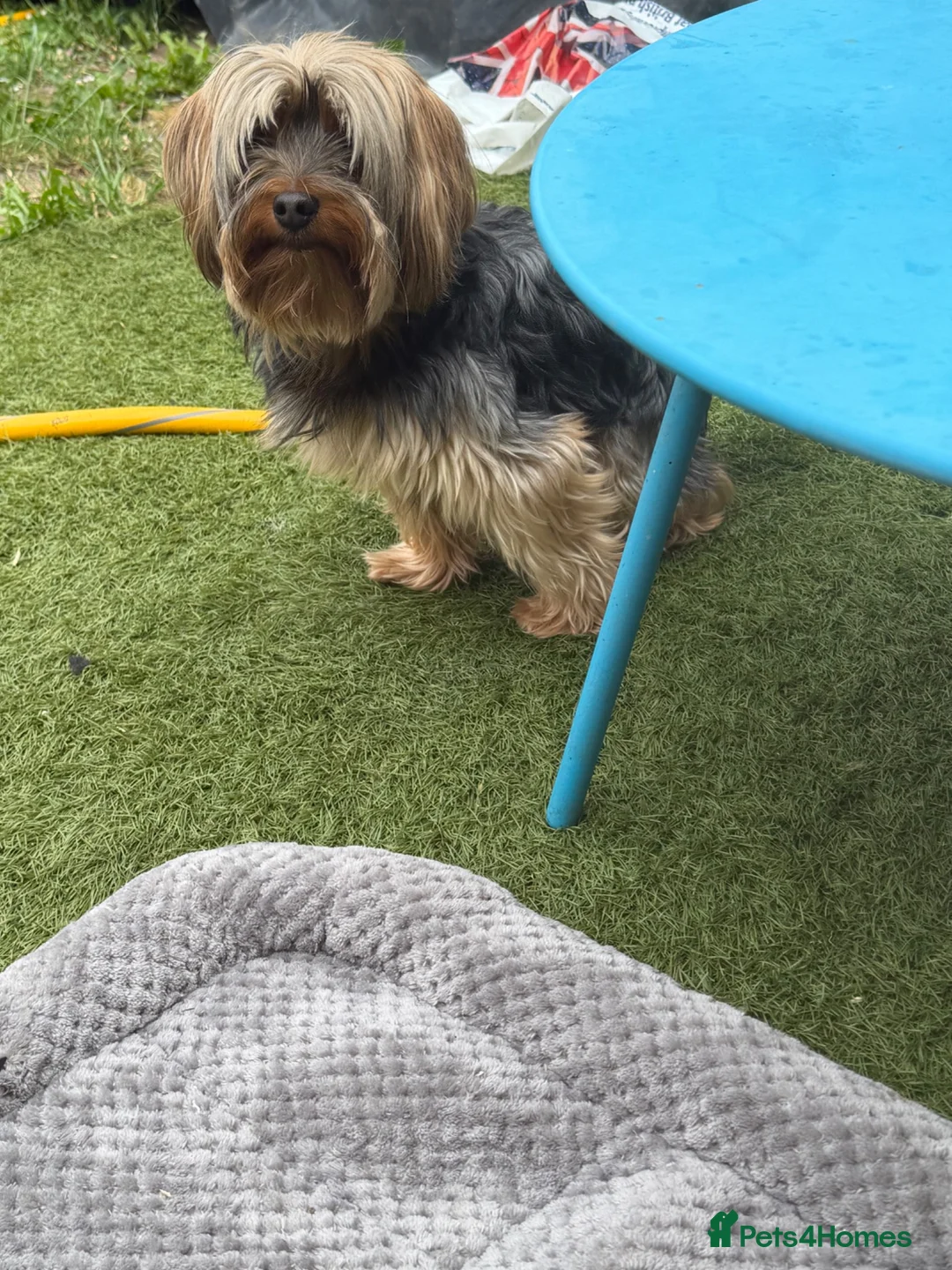 Yorkshire Terrier dogs for sale: Puppy Yourkshire terrier  in Ilford - Advert 11