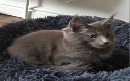 Maine Coon cats for sale: Maine coon pedigree kittens  - Image 3