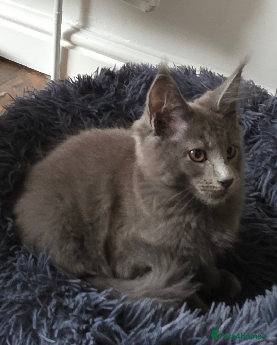Maine Coon cats for sale: Maine coon pedigree kittens  - Image 3