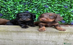 Miniature Dachshund dogs for sale: Long Haired Miniature Dachshund puppies - Image 9