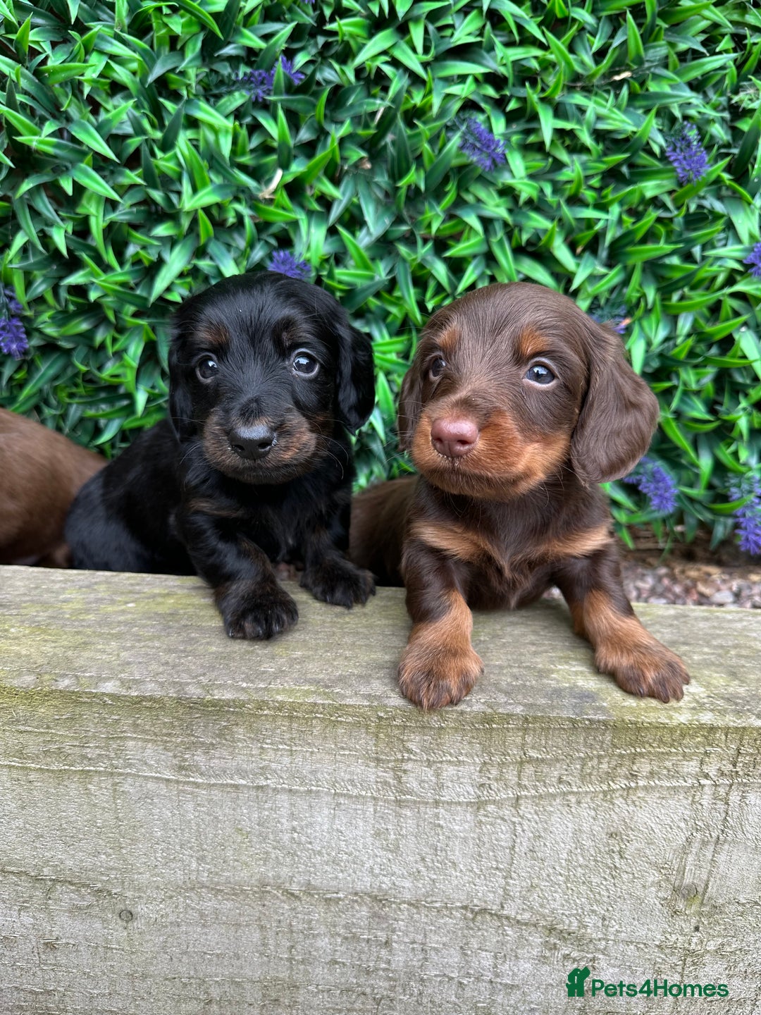 Miniature Dachshund dogs for sale: Long Haired Miniature Dachshund puppies - Image 9