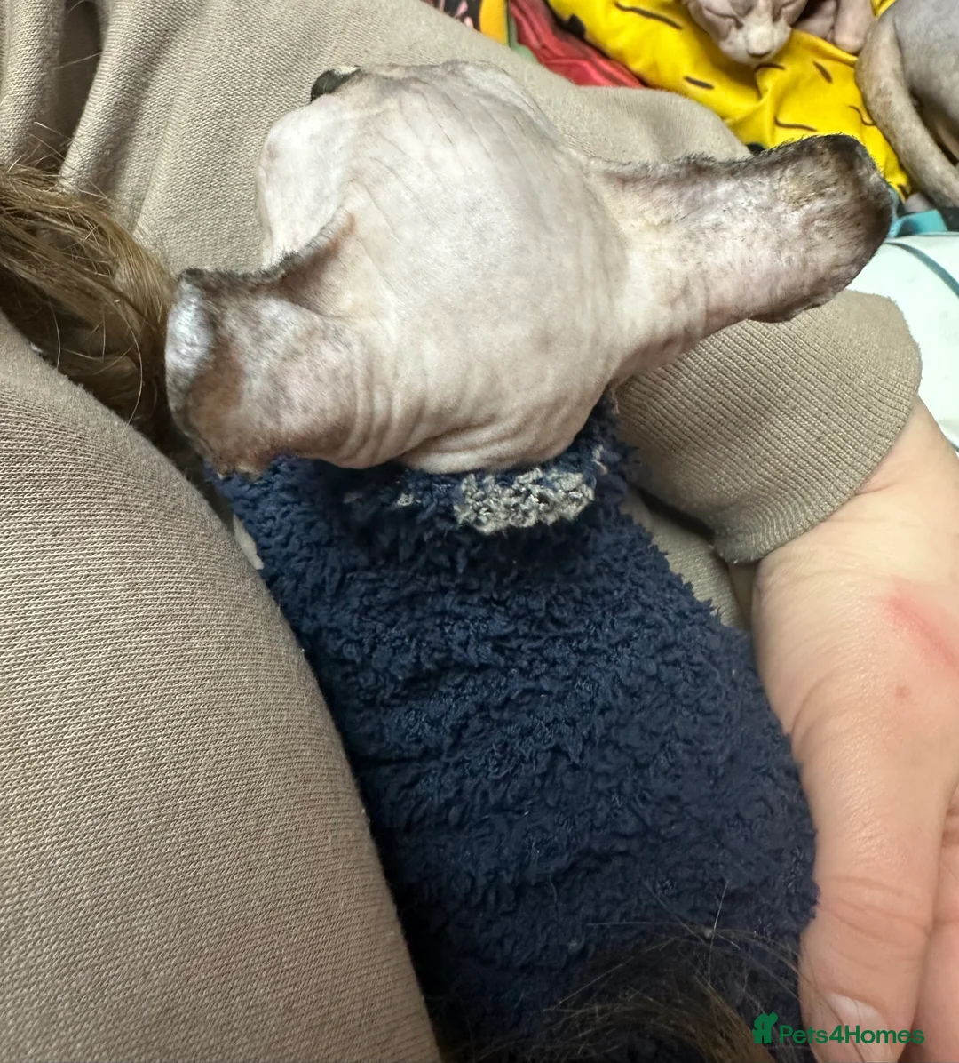 Sphynx cats for sale: LOVING SPHYNX KITTENS READY TO GO🤍 - Advert 32