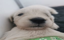 Golden Retriever dogs for sale: Golden Retriever puppies - Image 25