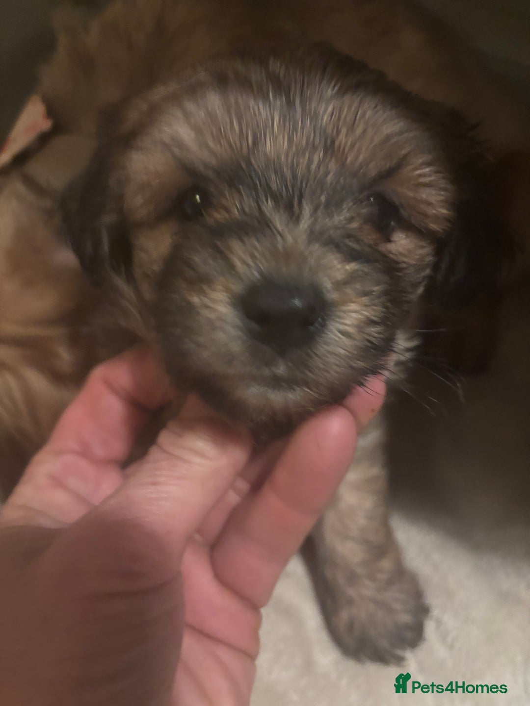 Mixed Breed dogs for sale: One Little Boy Available  - Advert 2